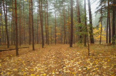 Puslu sabah ile ormanın içinde çam.