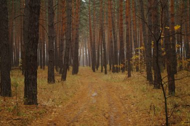 Puslu sabah ile ormanın içinde çam.