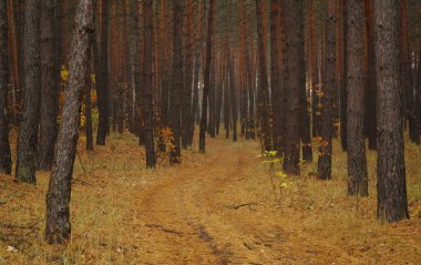 Puslu sabah ile ormanın içinde çam