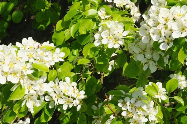 Blooming Branch Pear Tree Spring — Stock Photo, Image