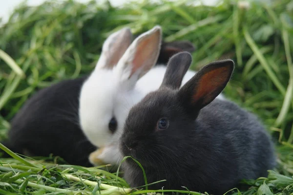 Bébés lapins noirs et blancs sur herbe verte — Photo