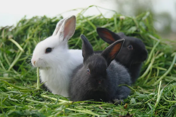 Conejos bebé blancos y negros sobre hierba verde —  Fotos de Stock
