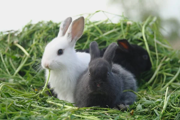 Zwart-wit baby konijnen op groen gras — Stockfoto