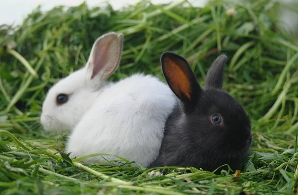 Zwart-wit baby konijnen op groen gras — Stockfoto