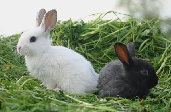 黑色和白色婴儿兔子在绿色草地上 — 图库照片