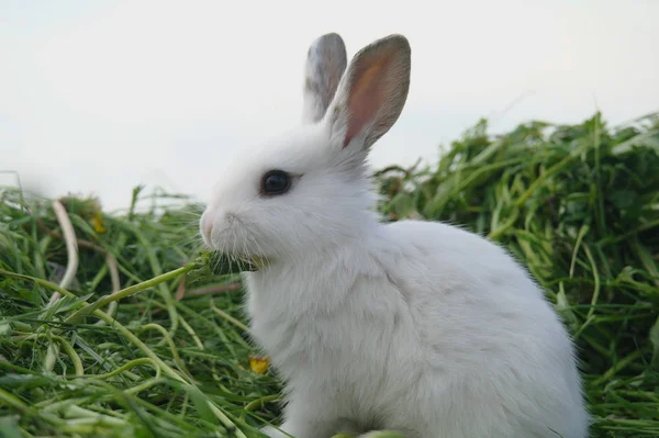 Witte baby konijnen op groen gras — Stockfoto