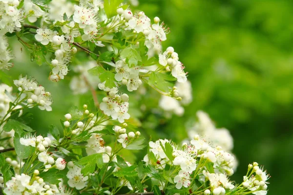 Schöner Zweig Eines Blühenden Weißdorns — Stockfoto