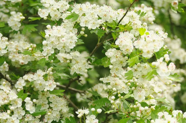 Schöner Zweig Eines Blühenden Weißdorns — Stockfoto