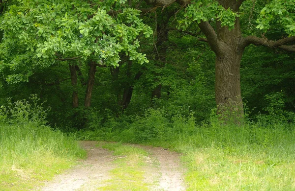 Bahar Doğa Güzel Manzara Yeşil Çim Ağaçların Park — Stok fotoğraf