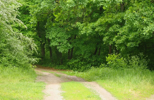 Bahar doğa. Güzel manzara. Yeşil çim ve ağaçların park.