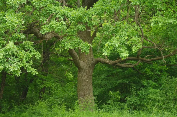 Natura Primaverile Bellissimo Paesaggio Parco Con Erba Verde Alberi — Foto Stock