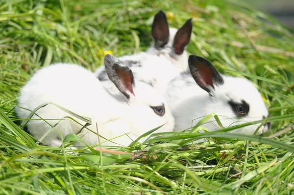 Bébés Lapins Sur Herbe Verte — Photo