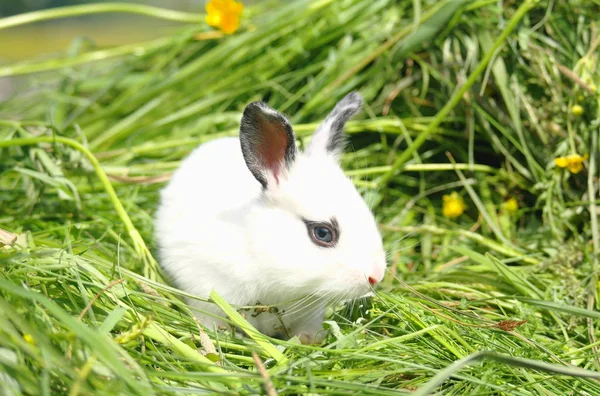 Lapin Bébé Sur Herbe Verte — Photo