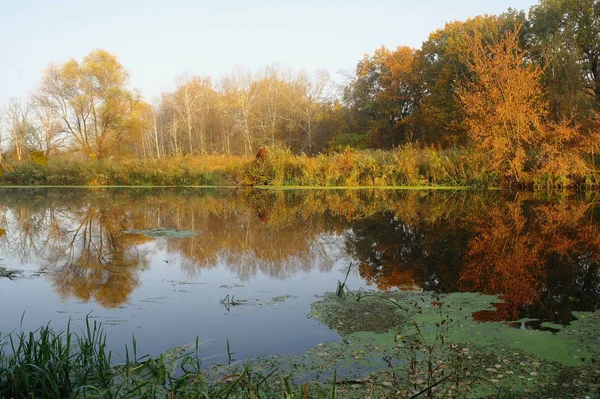 Floden Landskap Och Hösten Trä — Stockfoto
