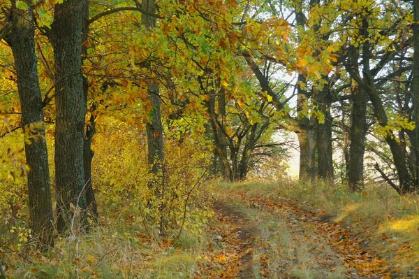 Sonbaharda ağaçlar altında yolu.