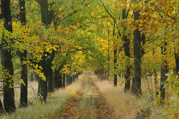 Sonbaharda ağaçlar altında yolu.