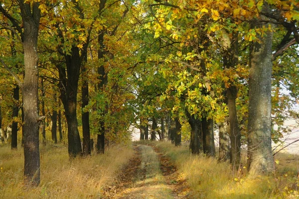 Sonbaharda ağaçlar altında yolu.