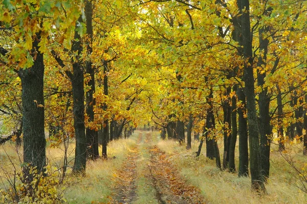 Sonbaharda ağaçlar altında yolu.