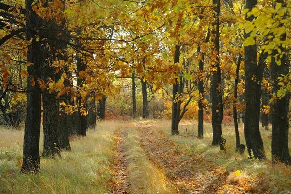 Sonbaharda ağaçlar altında yolu.