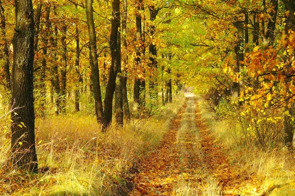 Sonbaharda ağaçlar altında yolu.
