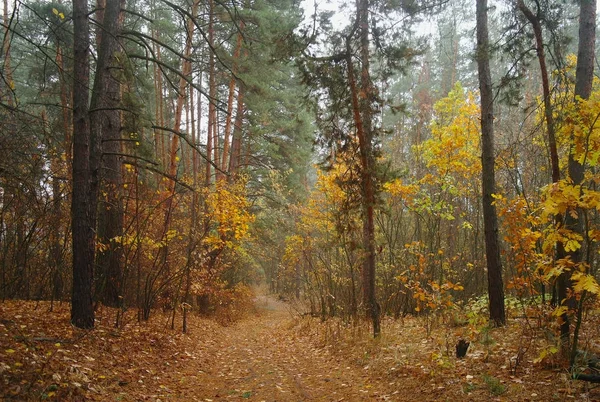 Sonbaharda ağaçlar altında yolu.