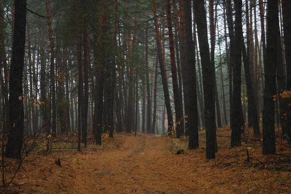 Puslu sabah ile ormanın içinde çam.