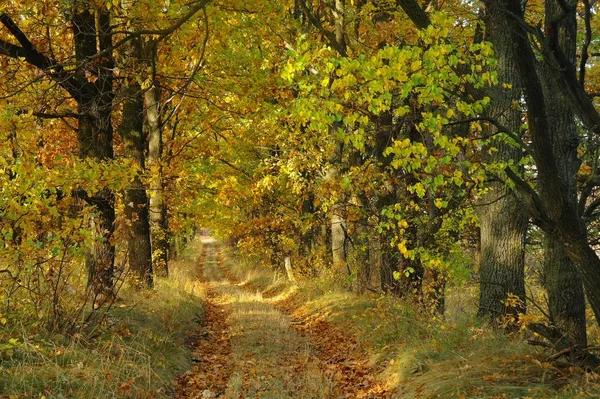 Sonbaharda ağaçlar altında yolu.