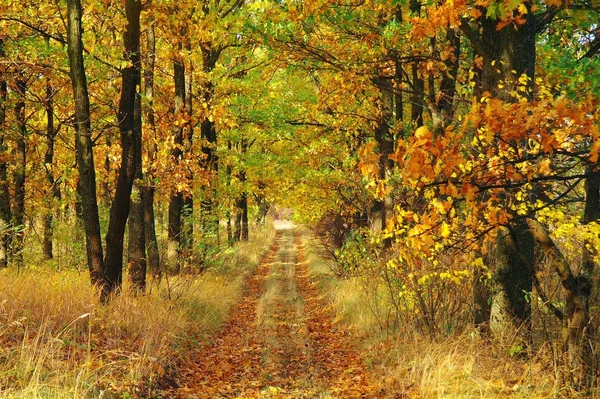 Sonbaharda ağaçlar altında yolu.