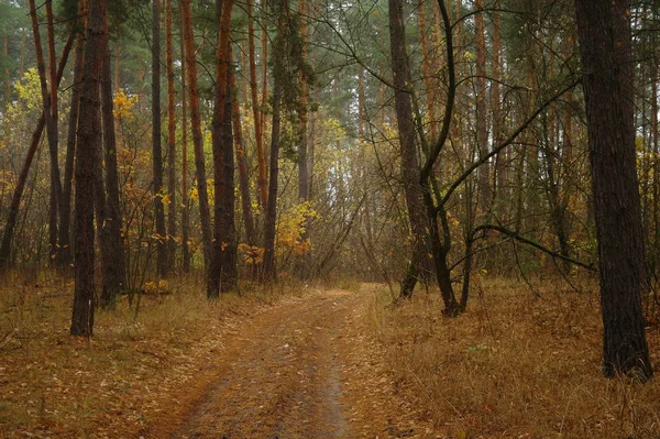 Sonbaharda ağaçlar altında yolu.