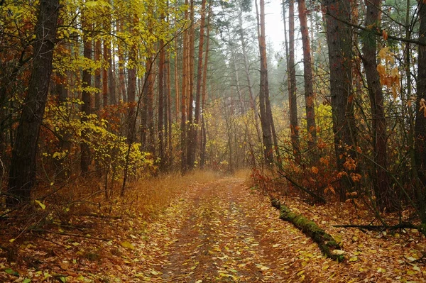 Sonbaharda ağaçlar altında yolu