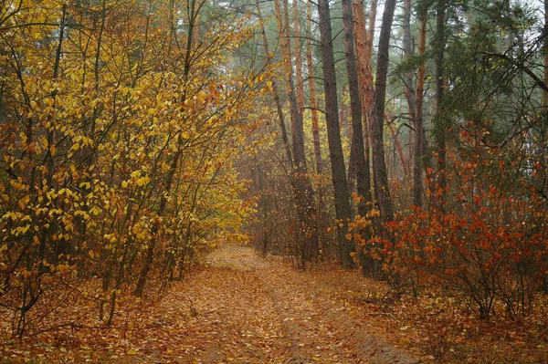 Sonbaharda ağaçlar altında yolu.