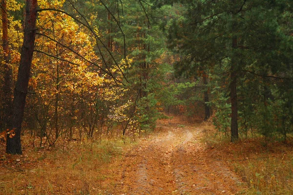 Road under the trees in autumn — Stock Photo, Image