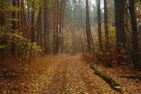 Camino bajo los árboles en otoño — Foto de Stock
