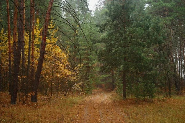 Camino bajo los árboles en otoño — Foto de Stock