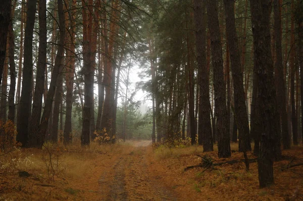 Pinos Bosque Con Mañana Brumosa — Foto de Stock