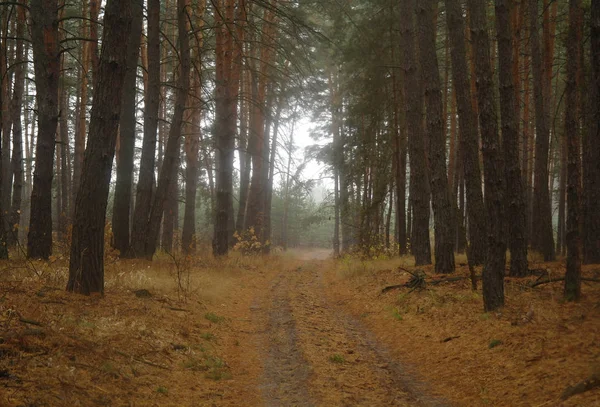 Puslu sabah ile ormanın içinde çam.