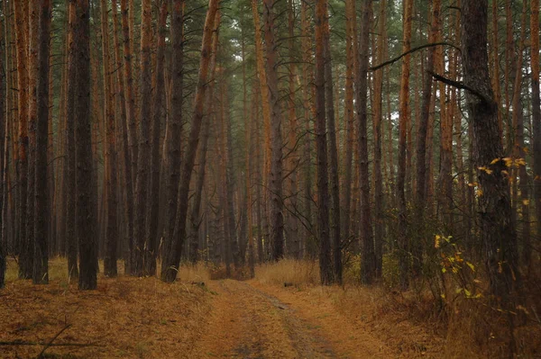 Puslu sabah ile ormanın içinde çam.