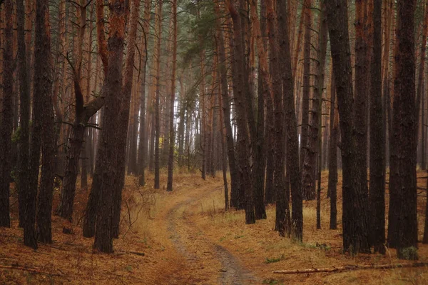 Pini Nella Foresta Con Mattina Nebbiosa — Foto Stock