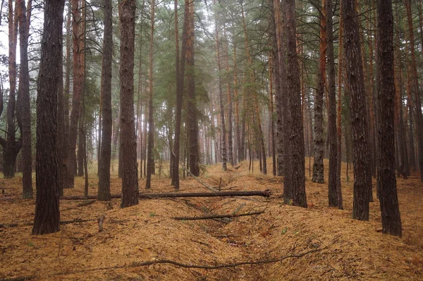 Puslu sabah ile ormanın içinde çam