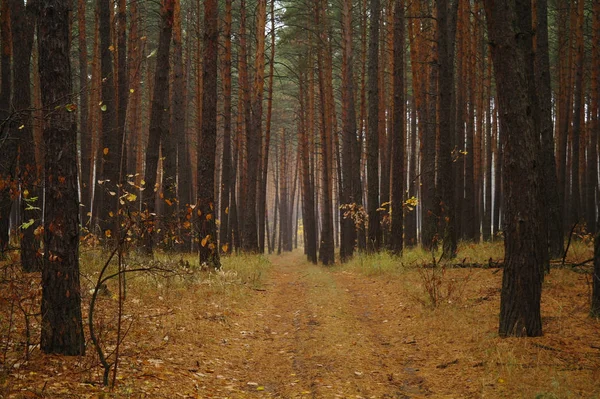 Puslu sabah ile ormanın içinde çam