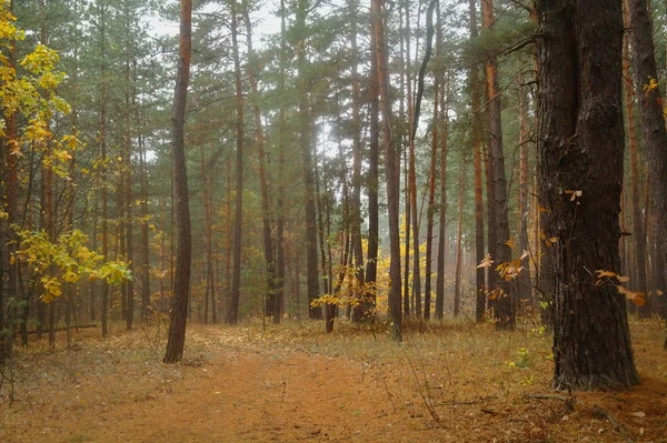 Pini nella foresta con mattina nebbiosa — Foto Stock