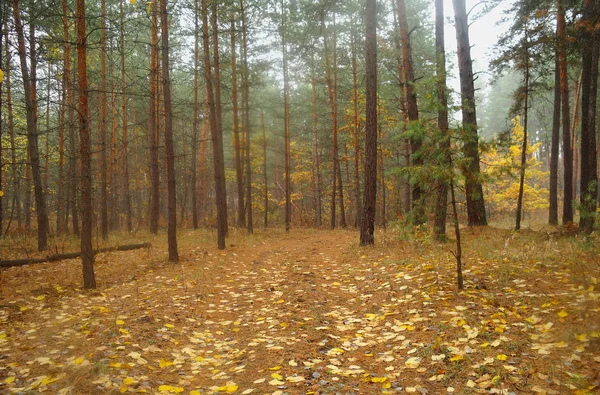 Puslu sabah ile ormanın içinde çam.