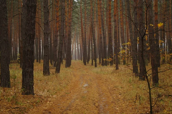 Puslu sabah ile ormanın içinde çam.