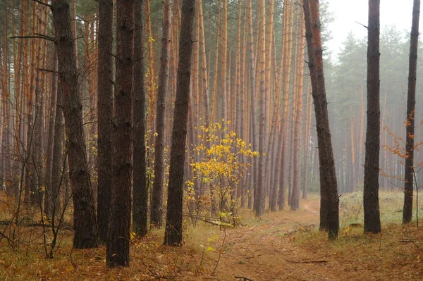 Puslu sabah ile ormanın içinde çam