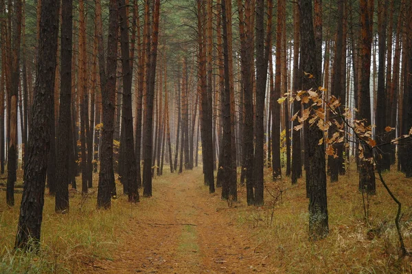 Dennen in het bos met mistige ochtend — Stockfoto