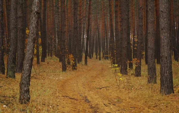 Puslu sabah ile ormanın içinde çam