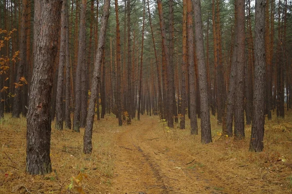 Weg onder de bomen in de herfst — Stockfoto