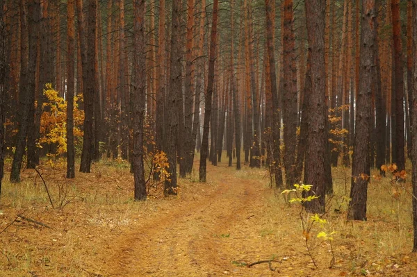 Sonbaharda ağaçlar altında yolu — Stok fotoğraf