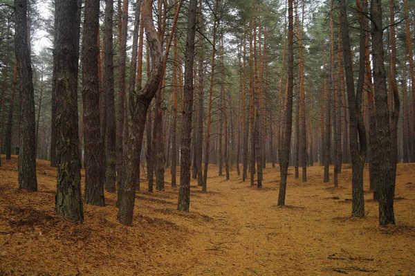 Tallarna i skogen med Dimmig morgon — Stockfoto