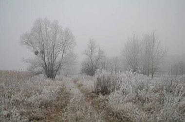Ağaç üzerinde muhteşem hoarfrost. Zor bir Don yükselen bir kış orman.